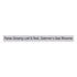 Bravo Absolute Panax Ginseng Tea - 20 Tea Bags