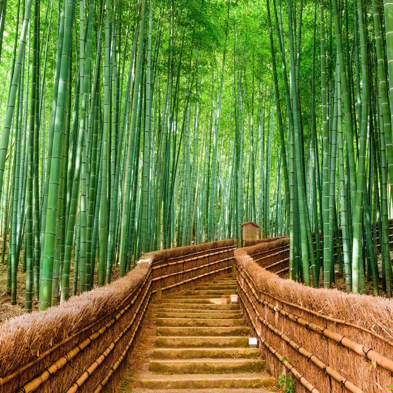 Mural de pared del bosque de bambú japonés Arashiyama Woods n.° 6043