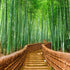 Mural de pared del bosque de bambú japonés Arashiyama Woods n.° 6043