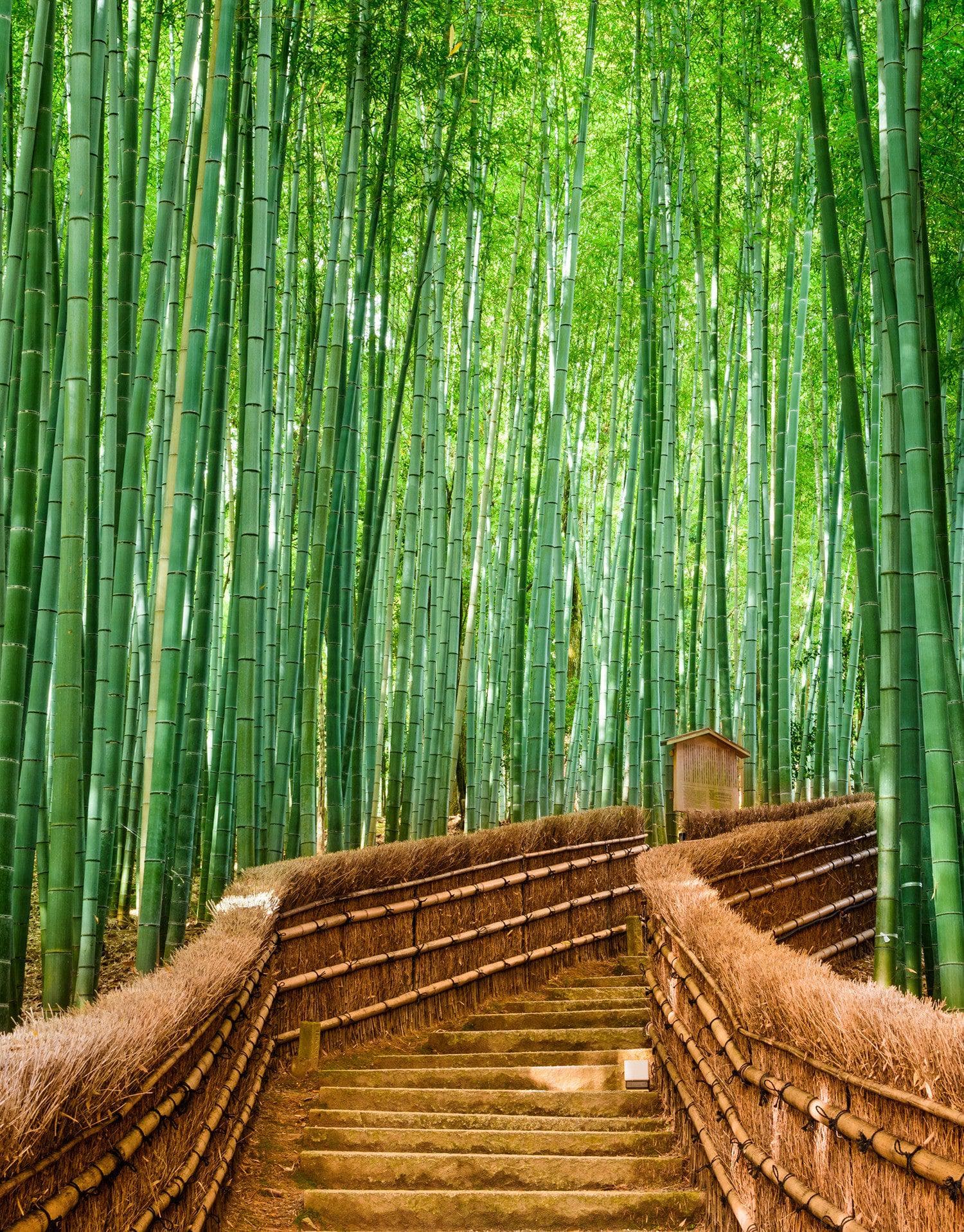 Mural de pared del bosque de bambú japonés Arashiyama Woods n.° 6043