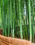 Mural de pared del bosque de bambú japonés Arashiyama Woods n.° 6043