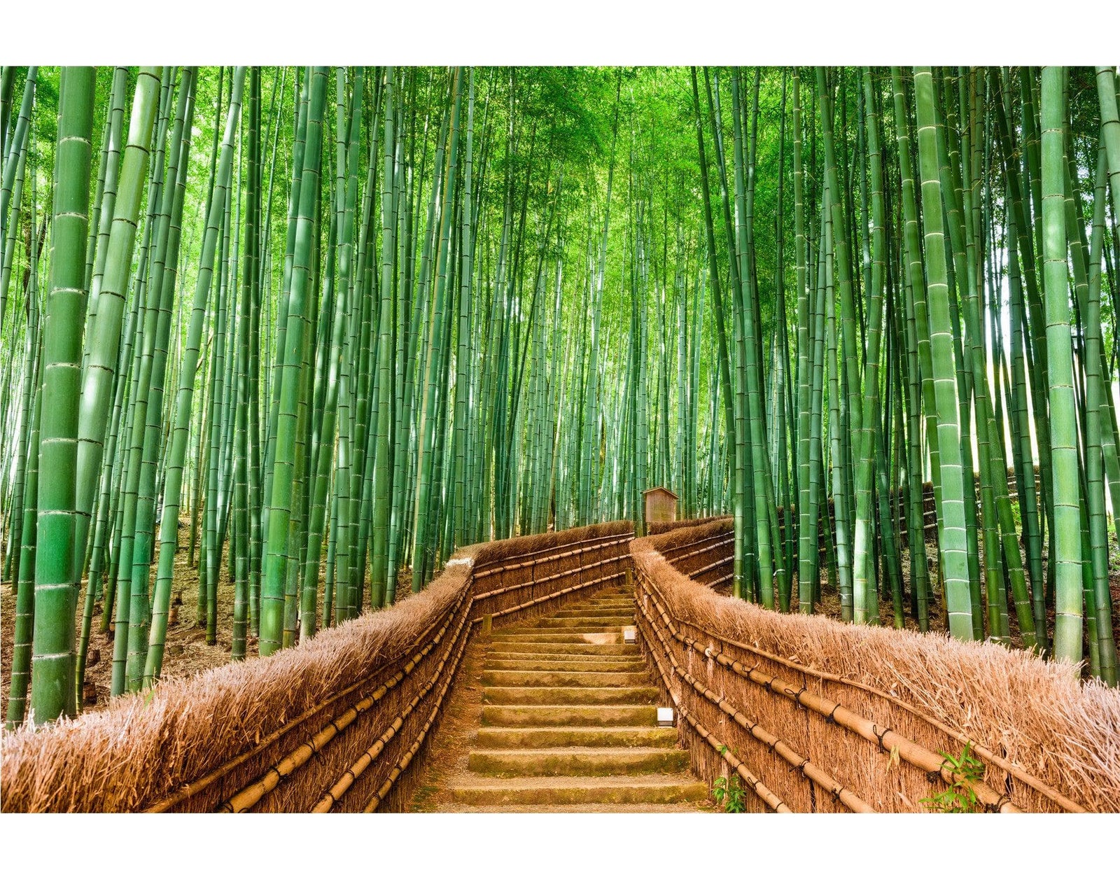 Mural de pared del bosque de bambú japonés Arashiyama Woods n.° 6043