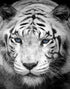 Mural grande "Tigre mira fijamente" (blanco y negro) n.° 6045
