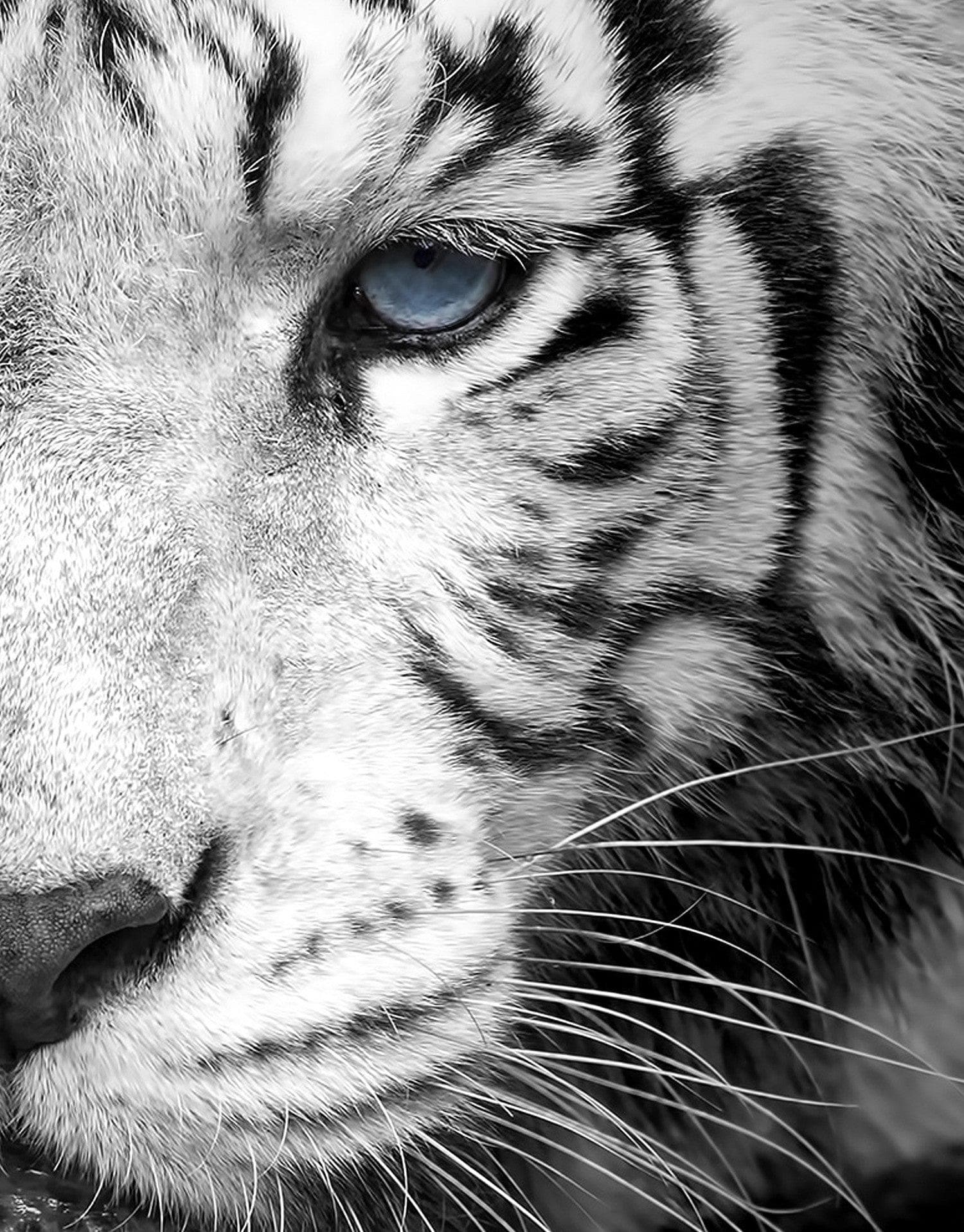 Mural grande "Tigre mira fijamente" (blanco y negro) n.° 6045