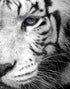 Mural grande "Tigre mira fijamente" (blanco y negro) n.° 6045