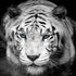 Mural grande "Tigre mira fijamente" (blanco y negro) n.° 6045