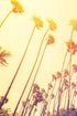 Mural de pared con palmeras al atardecer en California de estilo retro n.° 6050