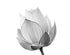 Mural de pared con flor de loto en blanco y negro n.° 6116