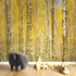 Mural de pared con bosque de abedules y paisaje otoñal | Papel pintado autoadhesivo. #6202