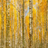 Mural de pared con bosque de abedules y paisaje otoñal | Papel pintado autoadhesivo. #6202