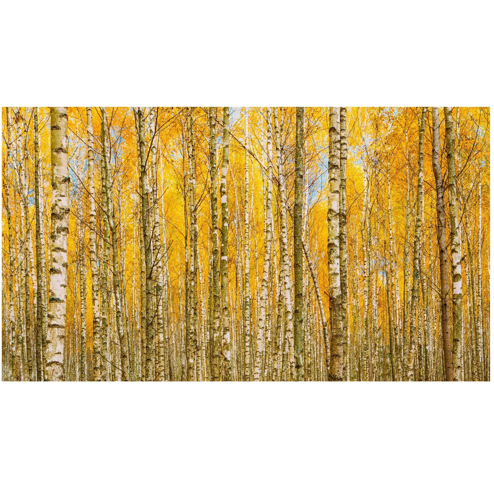 Mural de pared con bosque de abedules y paisaje otoñal | Papel pintado autoadhesivo. #6202