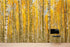 Mural de pared con bosque de abedules y paisaje otoñal | Papel pintado autoadhesivo. #6202
