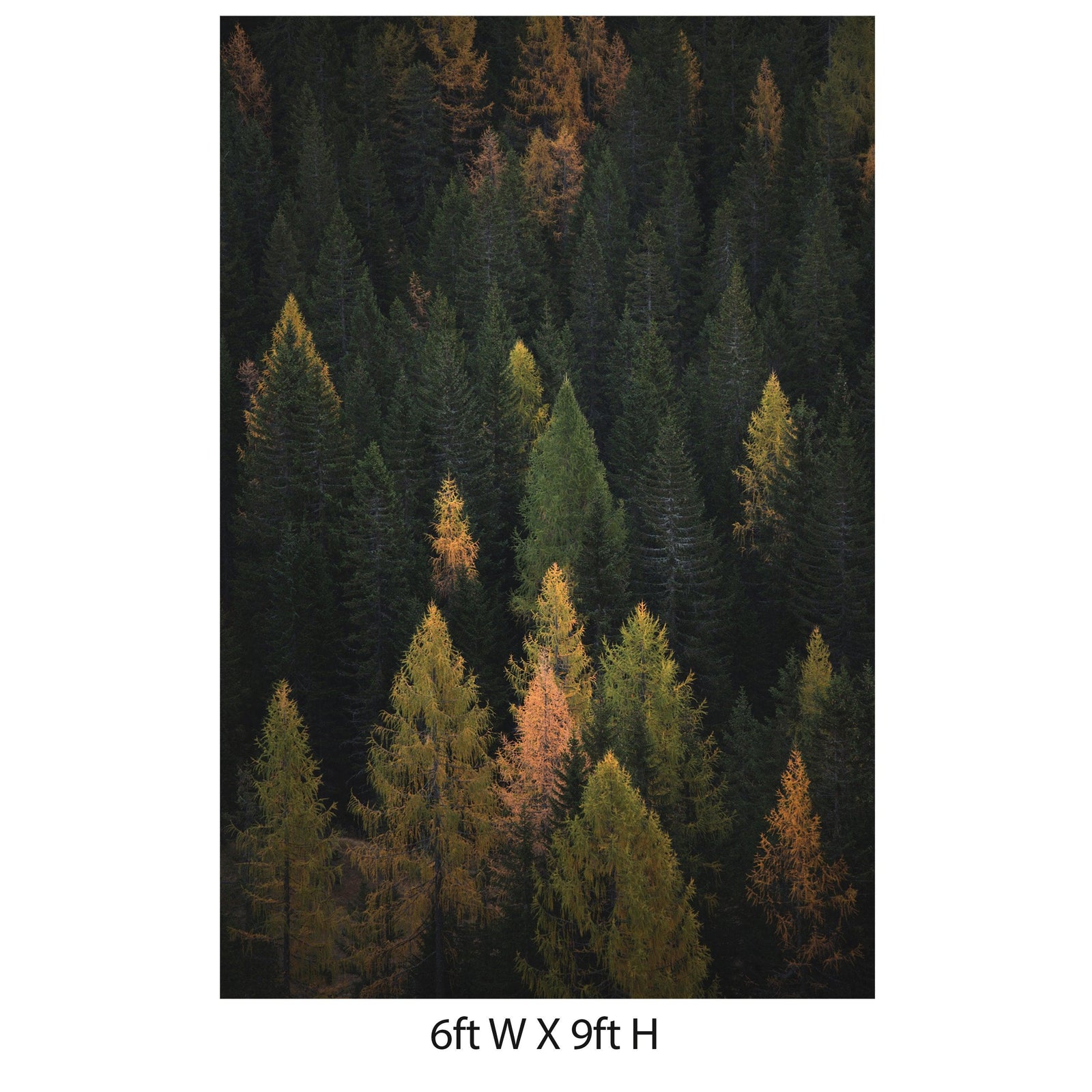 Enchanted Forest Tree Woodland Peel and Stick Wallpaper | Removable Wall Mural #6203