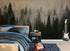 Papel tapiz con paisaje de bosque de pinos brumoso. Mural de pared autoadhesivo para decoración de pared de habitación infantil. N.º 6237