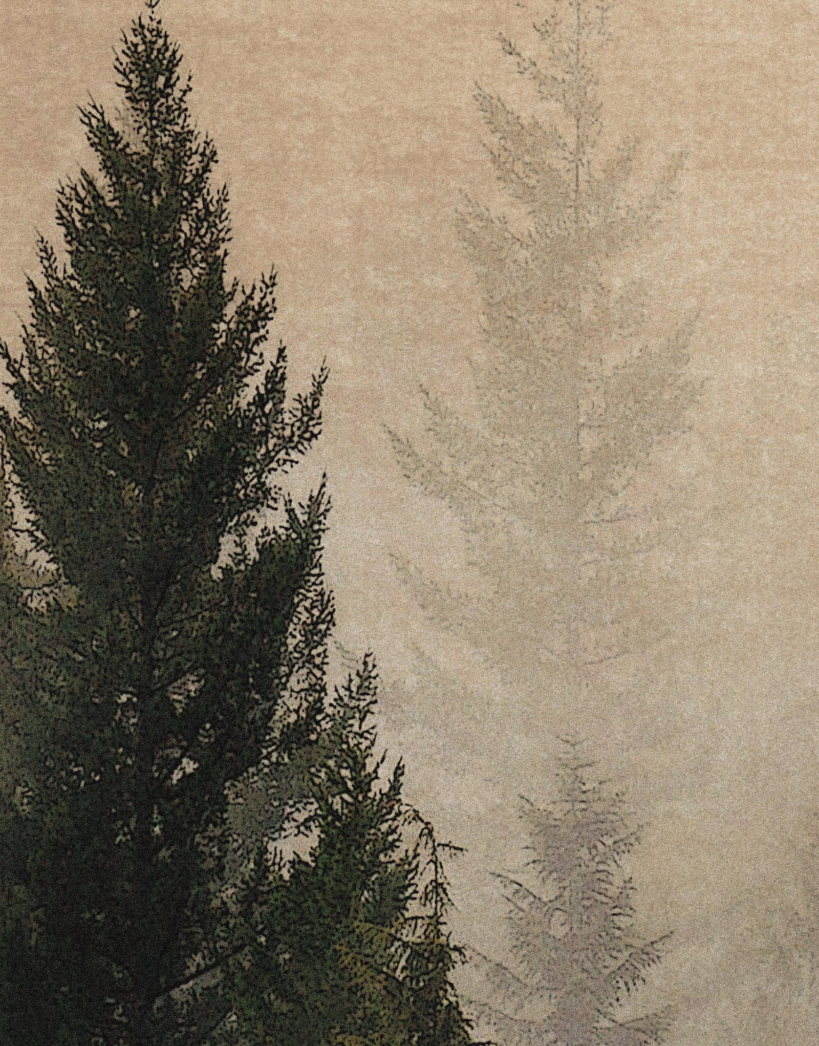 Papel tapiz con paisaje de bosque de pinos brumoso. Mural de pared autoadhesivo para decoración de pared de habitación infantil. N.º 6237