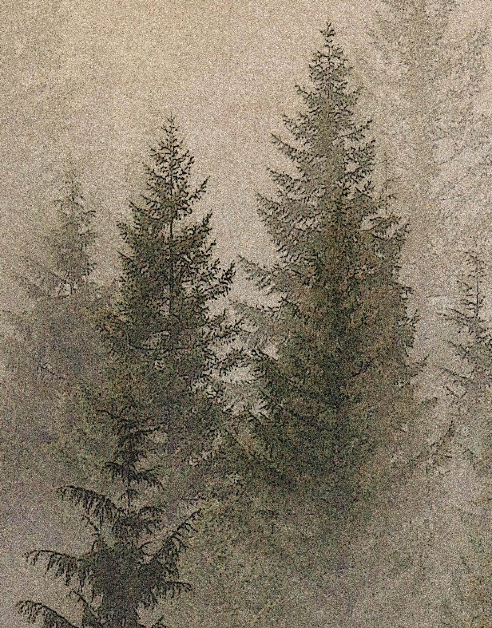 Papel tapiz con paisaje de bosque de pinos brumoso. Mural de pared autoadhesivo para decoración de pared de habitación infantil. N.º 6237