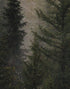 Papel tapiz con paisaje de bosque de pinos brumoso. Mural de pared autoadhesivo para decoración de pared de habitación infantil. N.º 6237