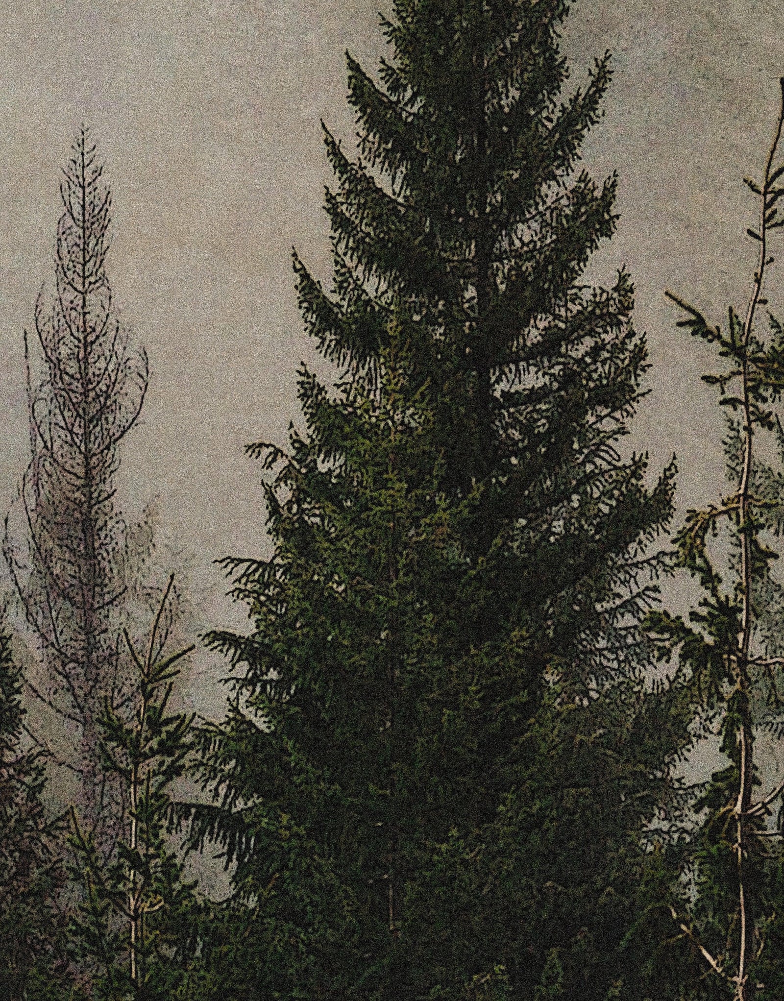Papel tapiz con paisaje de bosque de pinos brumoso. Mural de pared autoadhesivo para decoración de pared de habitación infantil. N.º 6237