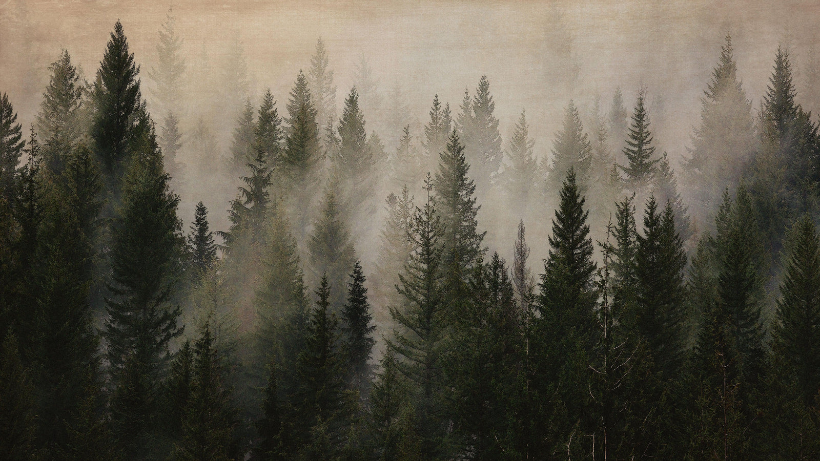 Papel tapiz con paisaje de bosque de pinos brumoso. Mural de pared autoadhesivo para decoración de pared de habitación infantil. N.º 6237
