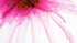 Diseño abstracto con tinta de alcohol y acuarela de flores rosas. Mural de pared autoadhesivo. N.º 6252