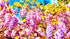 Mural de pared con flores de glicina de color morado. Papel pintado autoadhesivo. N.º 6307