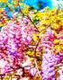 Mural de pared con flores de glicina de color morado. Papel pintado autoadhesivo. N.º 6307