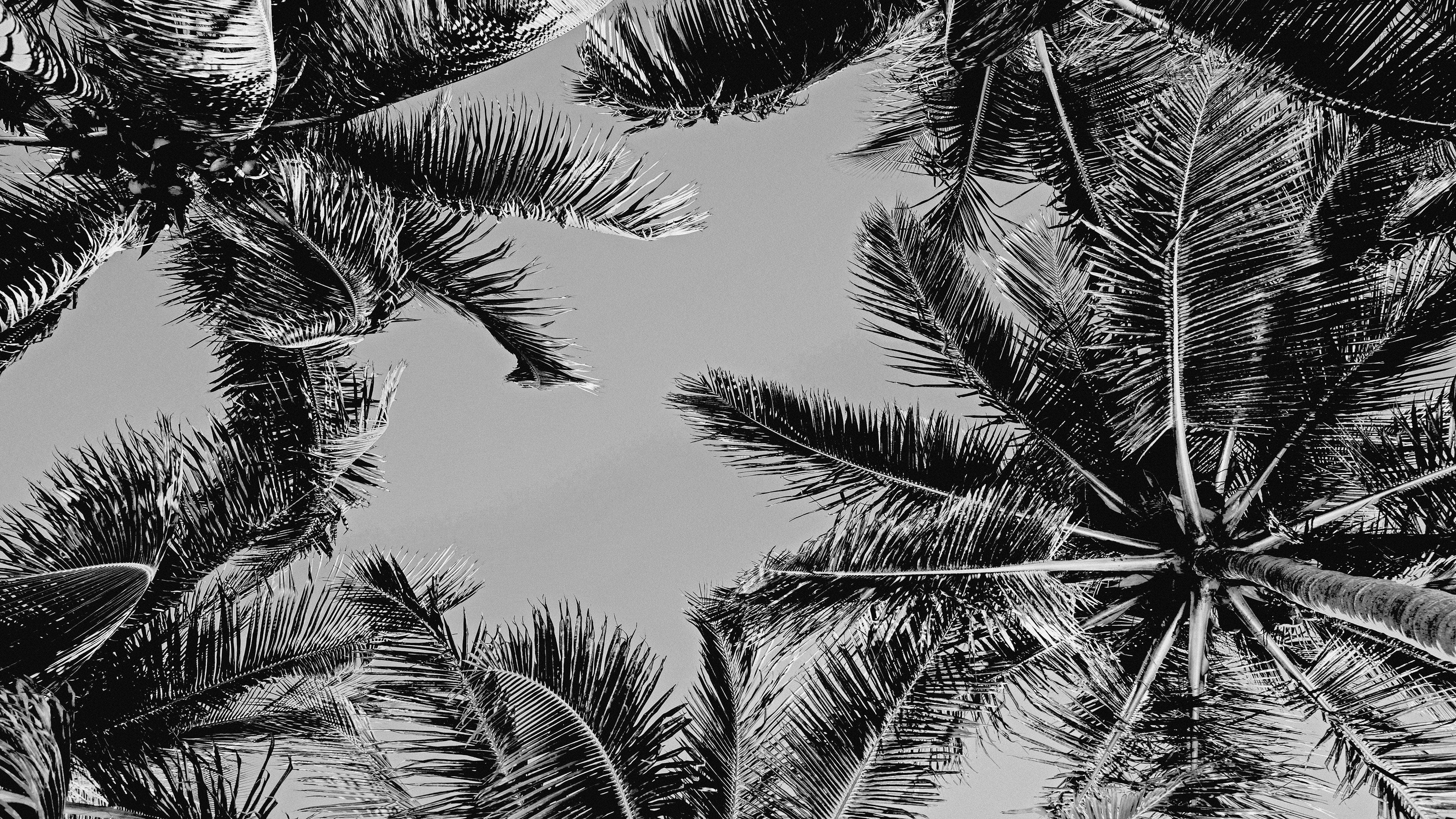 Mural de palmeras tropicales en blanco y negro. Estilo veraniego vintage. #6315
