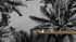 Mural de palmeras tropicales en blanco y negro. Estilo veraniego vintage. #6315