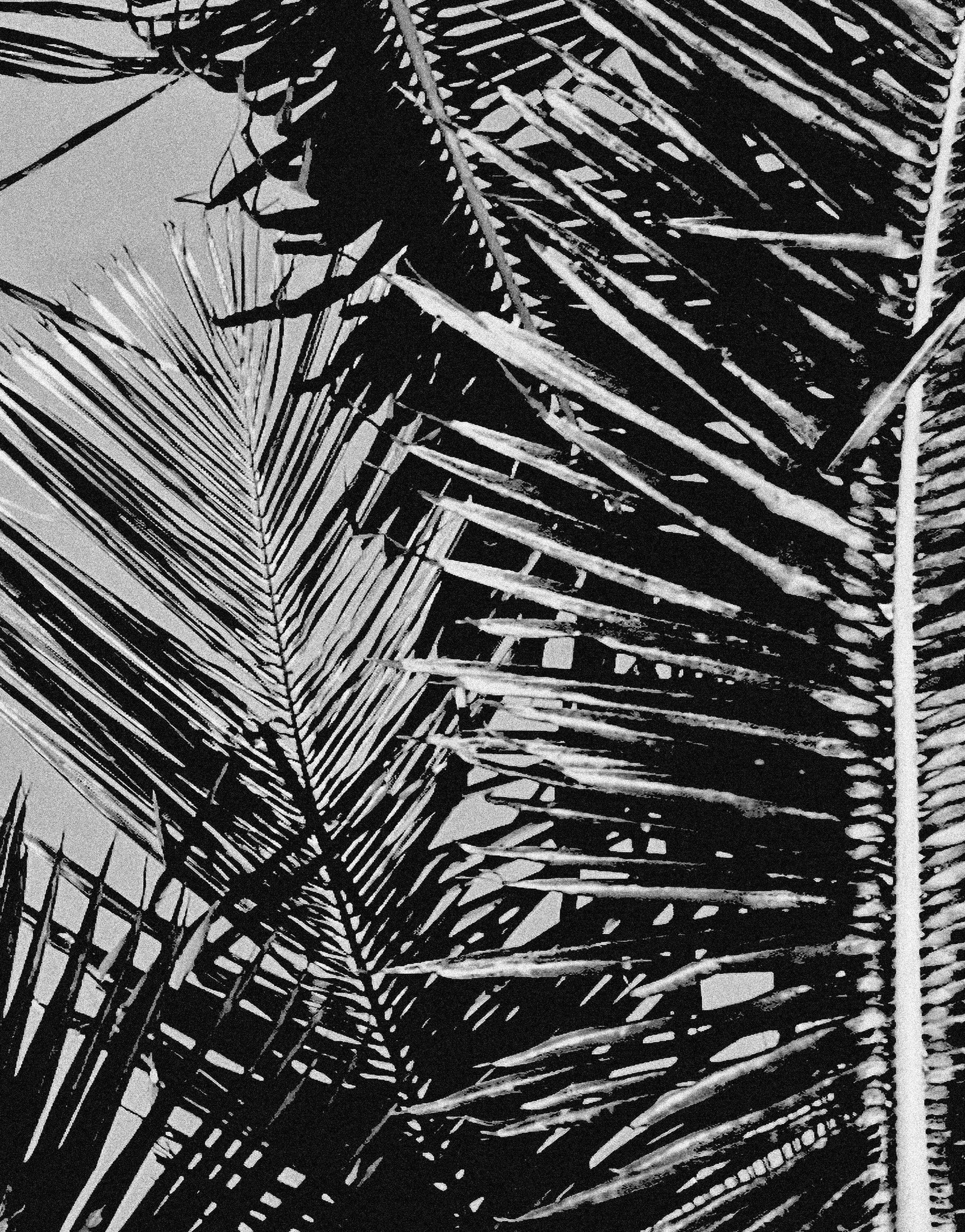Mural de palmeras tropicales en blanco y negro. Estilo veraniego vintage. #6315