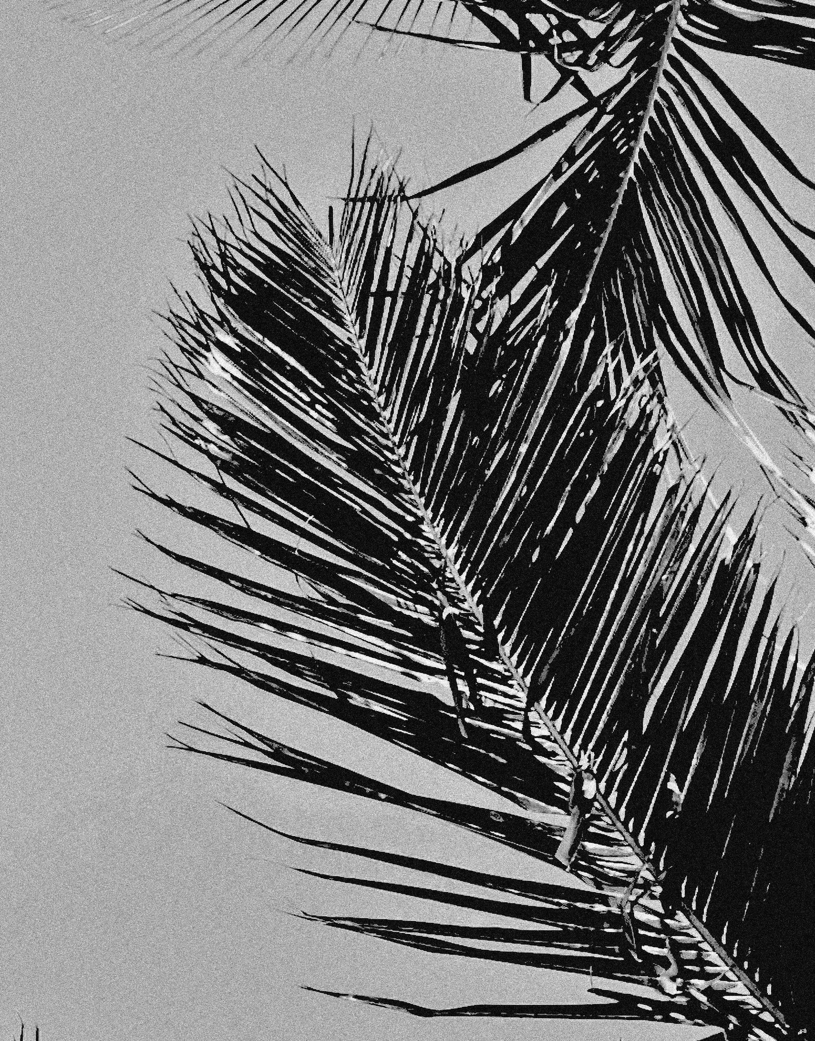 Mural de palmeras tropicales en blanco y negro. Estilo veraniego vintage. #6315