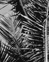 Mural de palmeras tropicales en blanco y negro. Estilo veraniego vintage. #6315