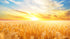 Mural de pared con puesta de sol y amanecer sobre un campo de trigo. Papel tapiz autoadhesivo. N.º 6323