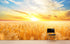 Mural de pared con puesta de sol y amanecer sobre un campo de trigo. Papel tapiz autoadhesivo. N.º 6323