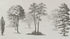 Mural de pared con árboles de bosque vintage. Diseño de arte abstracto monocromático con bocetos. Papel tapiz autoadhesivo. Mural de pared extraíble. N.º 6329