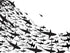 Mural submarino Shark Frenzy. Papel tapiz autoadhesivo. Siluetas de tiburones en blanco y negro n.º 6347