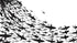Mural submarino Shark Frenzy. Papel tapiz autoadhesivo. Siluetas de tiburones en blanco y negro n.º 6347