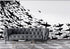 Mural submarino Shark Frenzy. Papel tapiz autoadhesivo. Siluetas de tiburones en blanco y negro n.º 6347