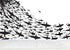 Mural submarino Shark Frenzy. Papel tapiz autoadhesivo. Siluetas de tiburones en blanco y negro n.º 6347