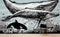 Mural de pared con ballena, delfín y orca. Diseño de dibujos de vida marina submarina. Mural de pared autoadhesivo. N.º 6354