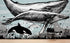 Mural de pared con ballena, delfín y orca. Diseño de dibujos de vida marina submarina. Mural de pared autoadhesivo. N.º 6354