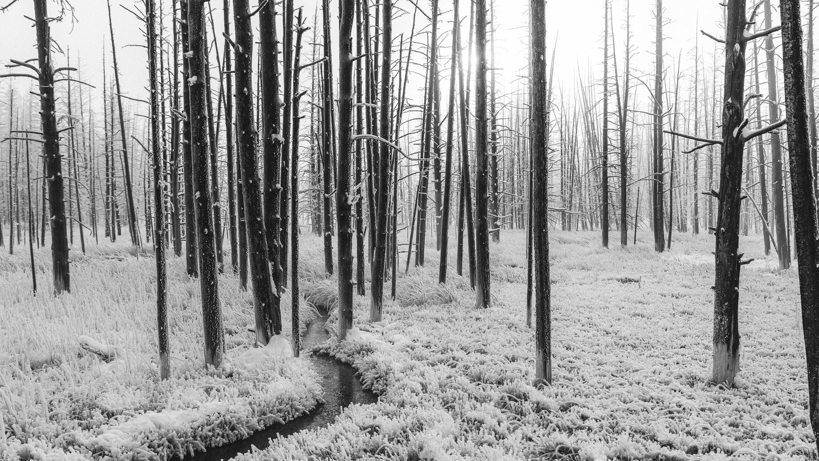 Mural de pared con paisaje forestal en blanco y negro. Papel pintado autoadhesivo. #6365