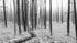 Mural de pared con paisaje forestal en blanco y negro. Papel pintado autoadhesivo. #6365