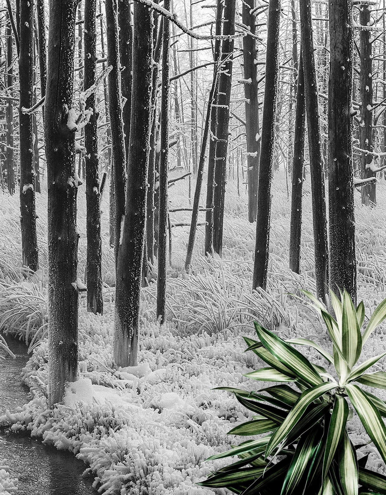 Mural de pared con paisaje forestal en blanco y negro. Papel pintado autoadhesivo. #6365