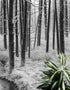 Mural de pared con paisaje forestal en blanco y negro. Papel pintado autoadhesivo. #6365