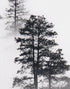 Mural de pared en blanco y negro con diseño de bosque brumoso. #6368