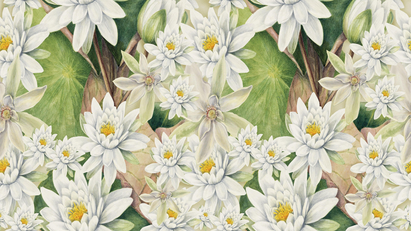 Mural de pared con flores botánicas. Ilustración a lápiz de color de un jardín de flores. Papel tapiz autoadhesivo. Flores botánicas del paraíso y hojas sobre fondo negro. #6426