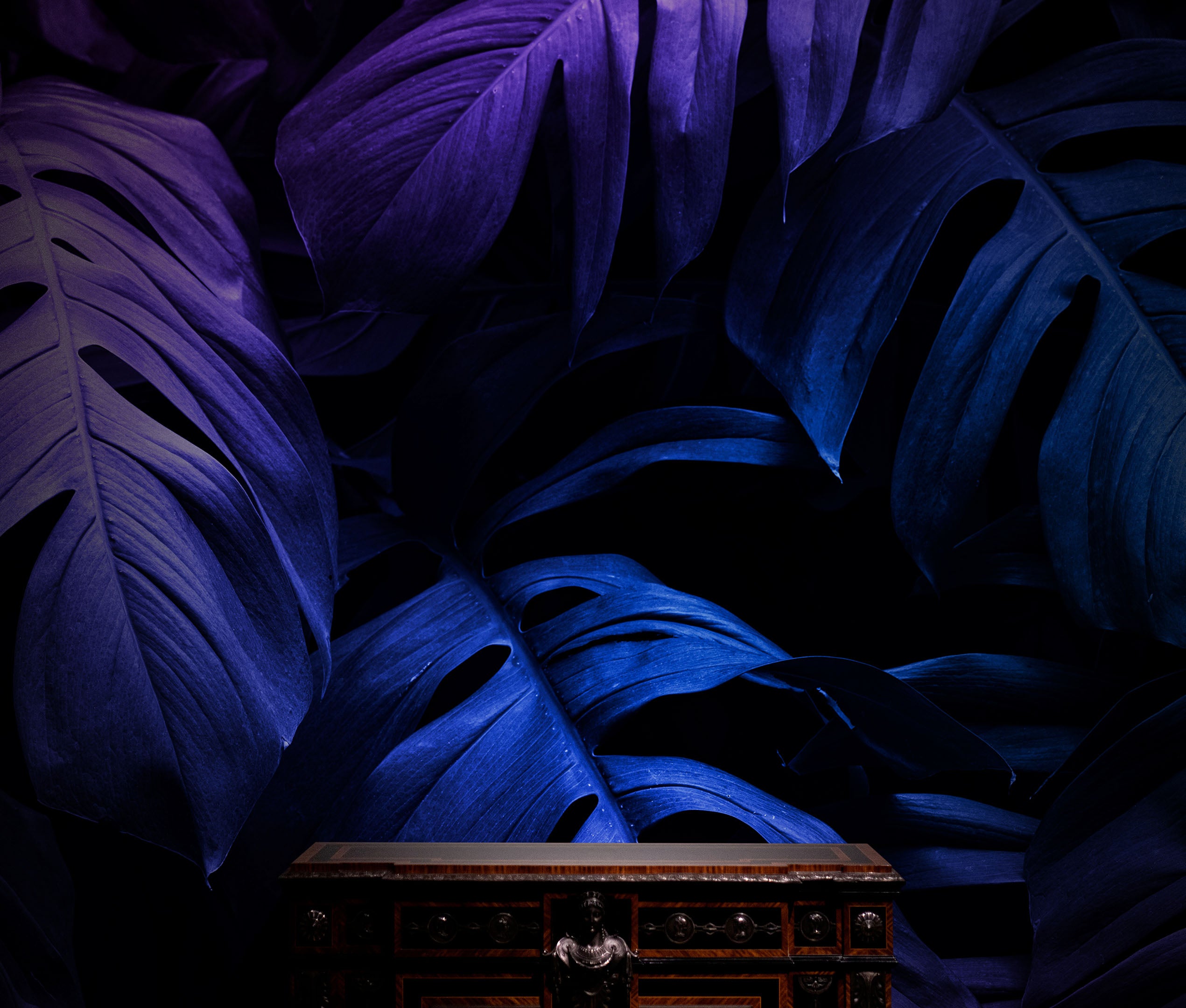 Mural de pared con hojas azules y moradas tropicales sobre fondo oscuro n.º 6445 