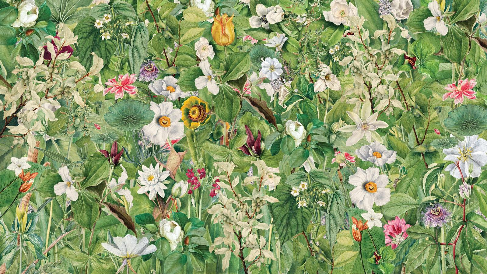 Mural de pared con jardín botánico y vegetación. Ilustración con lápices de colores de papel tapiz despegable y adhesivo de jardín de flores. Fondo de hojas y flores botánicas de selva tropical. #6449