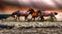 Mural de pared con caballos salvajes galopando en la playa. Papel pintado autoadhesivo. #6458