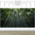 Mural de pared con un bosque de bambúes altos. Fondo de pantalla de paz, serenidad y zen. #6463